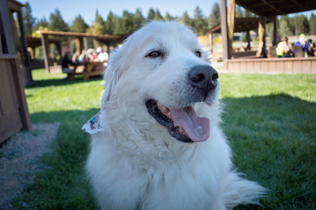 Canine Classic at Paws Up