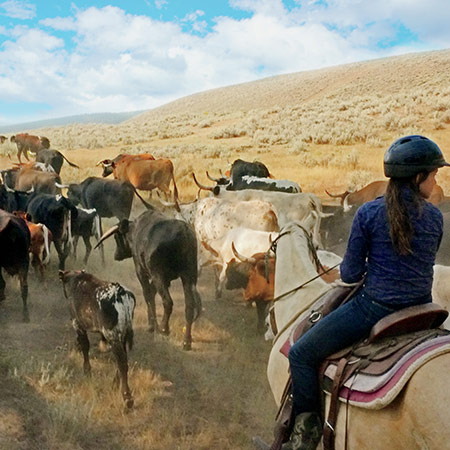 Cattle Drive