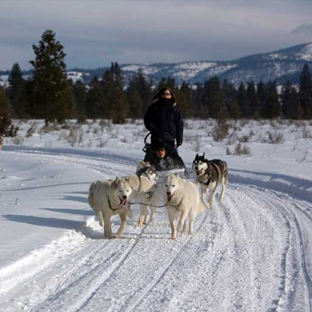 Dogsledding