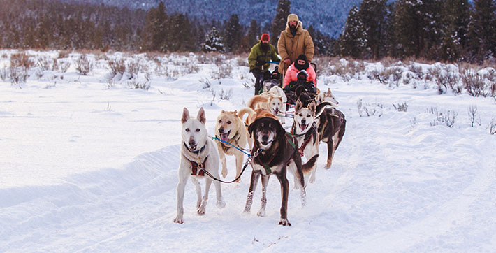 dogsledding