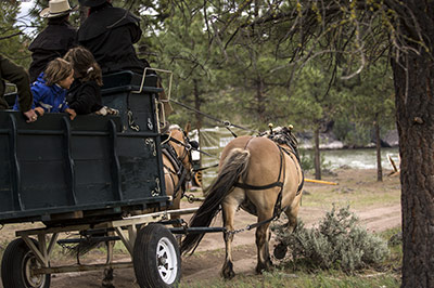 Horse Drawn Carriage
