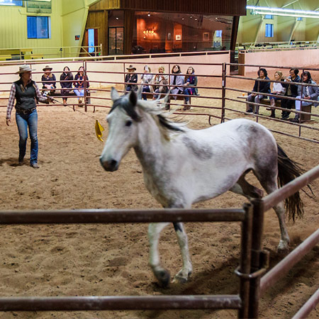 Horse Whispering