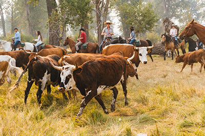 Fourth of July - Cattle Drive
