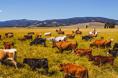 Cattle Drive