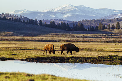 Ranch Cattle