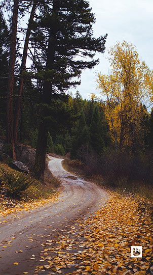 Fall road