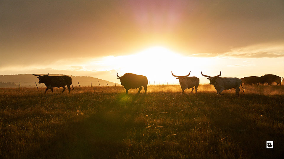 Sunset with grazing cattle