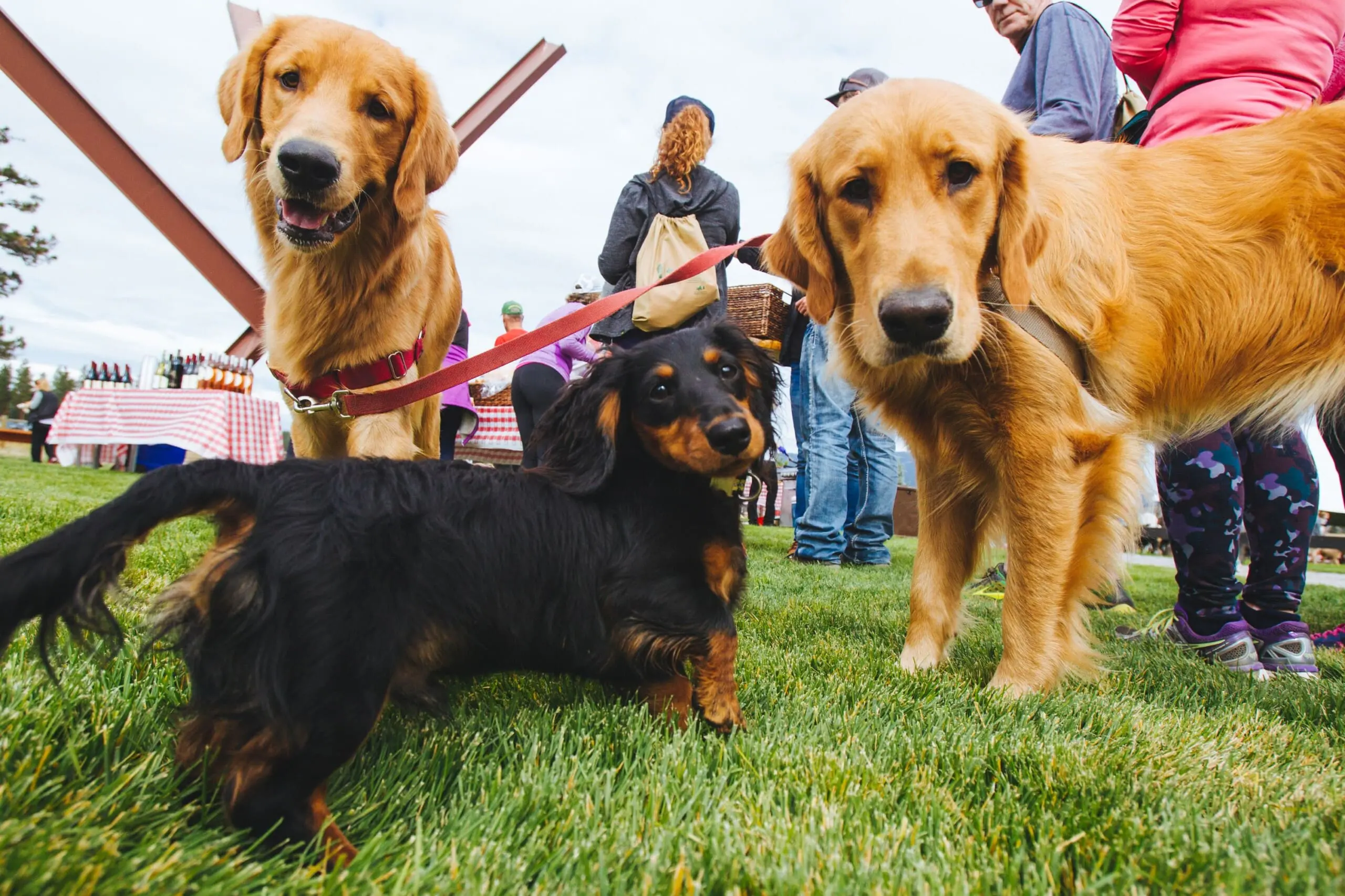 Two golden retrievers and one wiener dog looking at the camera