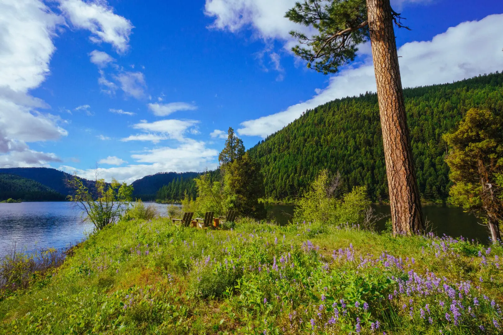 Grassy field with purple flowers and two chairs sitting facing the water.