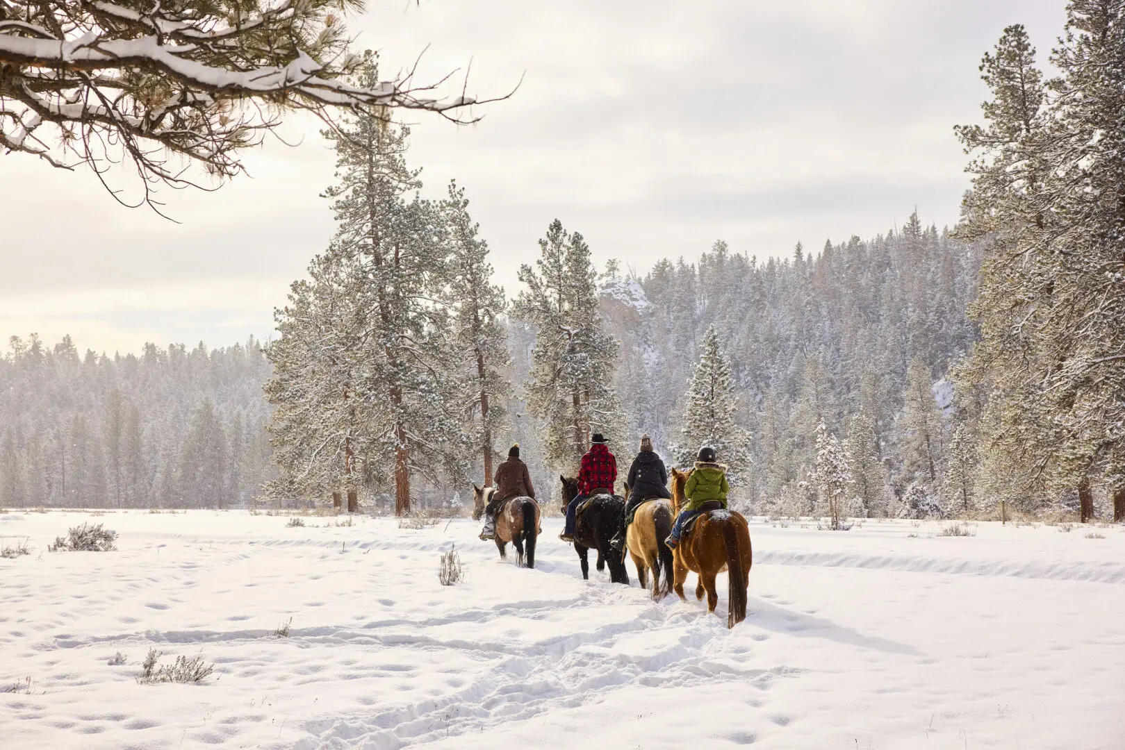 Group horseback riding on a trail in the winter through the snow with trees surrounding them.