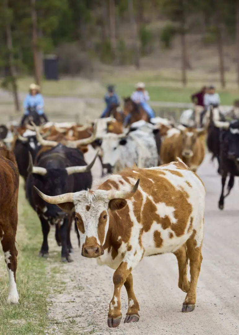 Group of cattle being herded on a dirt road by cattle drivers in the distance behind them.