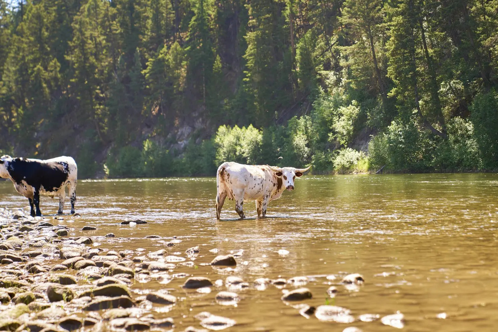 Two cattle near water with one standing in it and trees behind them.