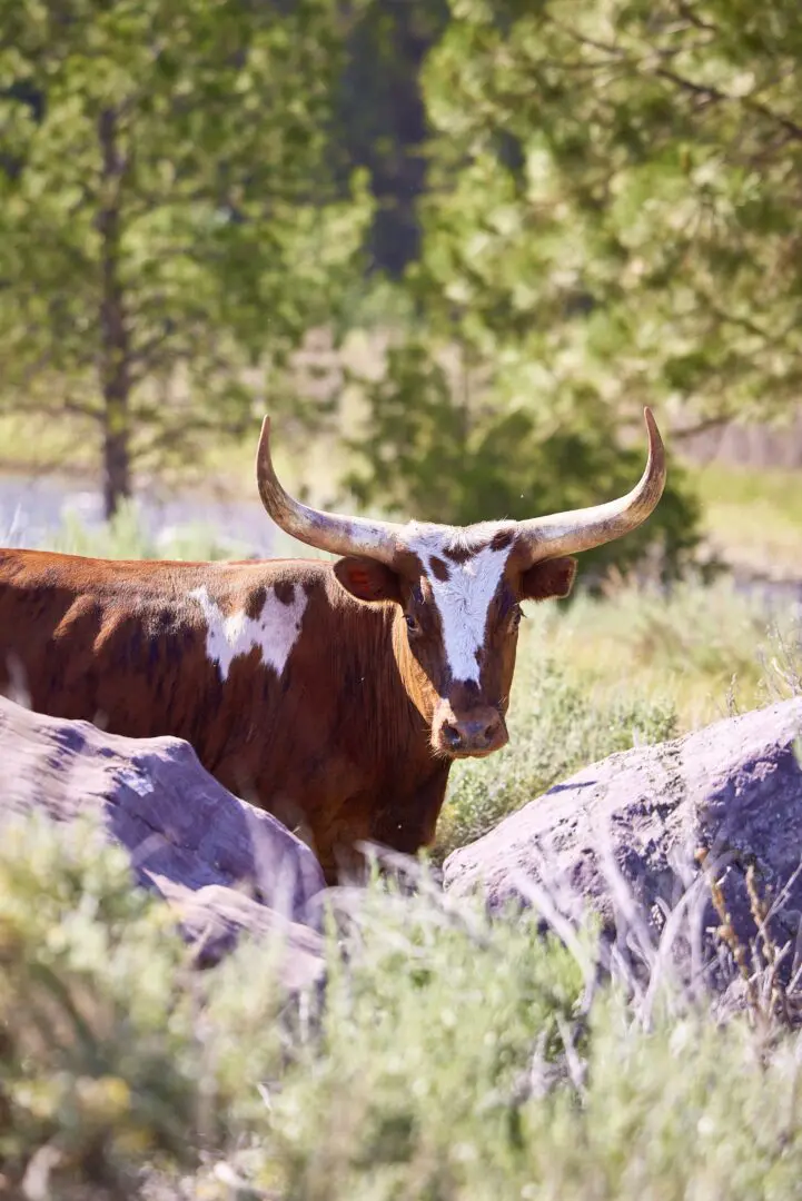 Brown and white long-horned cattle with tall grass and trees behind it.