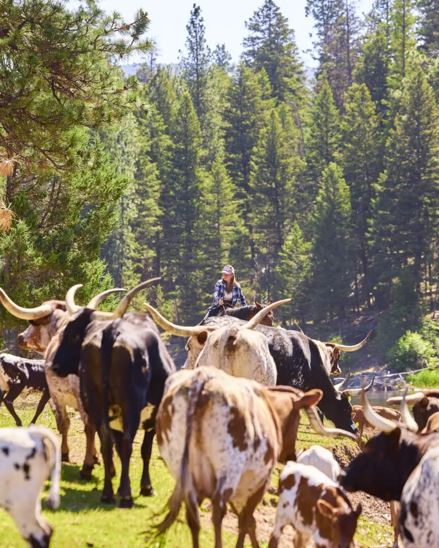 Group of cattle in front of a cattle-driver in a wooded area and field.