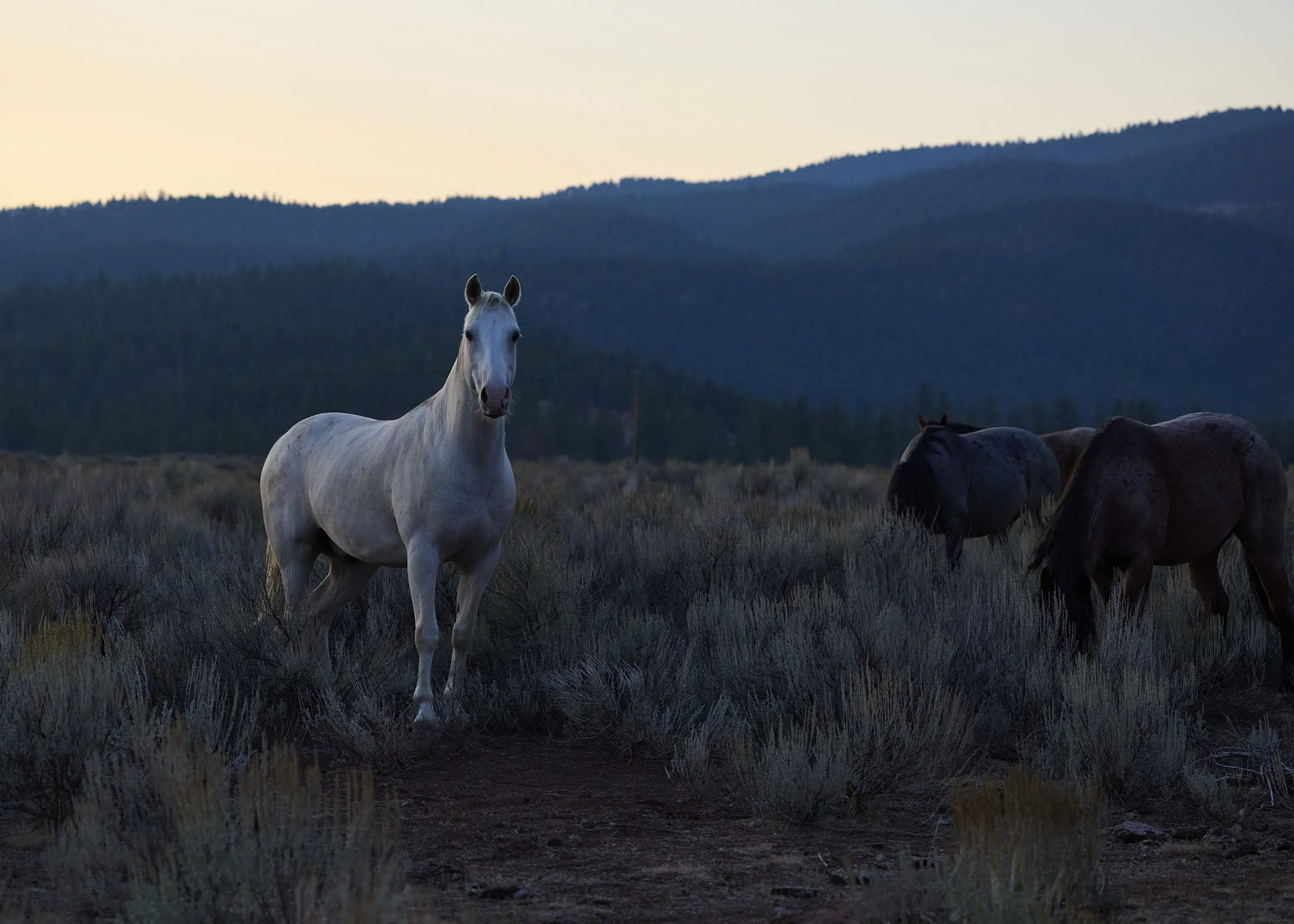 Zoomed out shot of horses on a prairie.