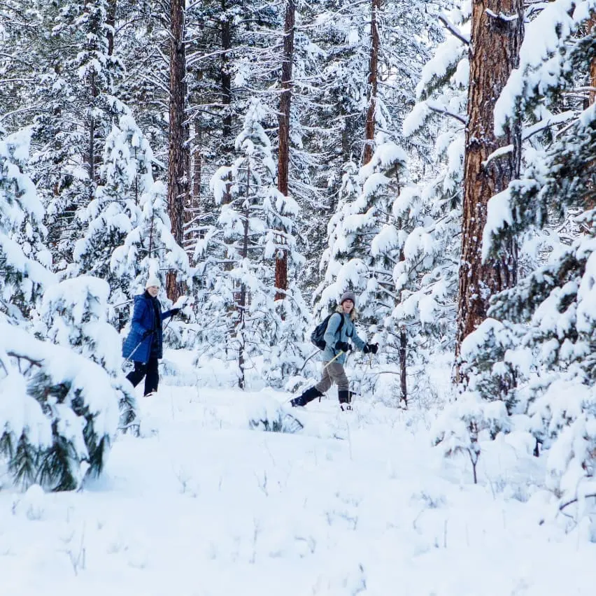 Two cross-country skiers hiking through a snowy forest