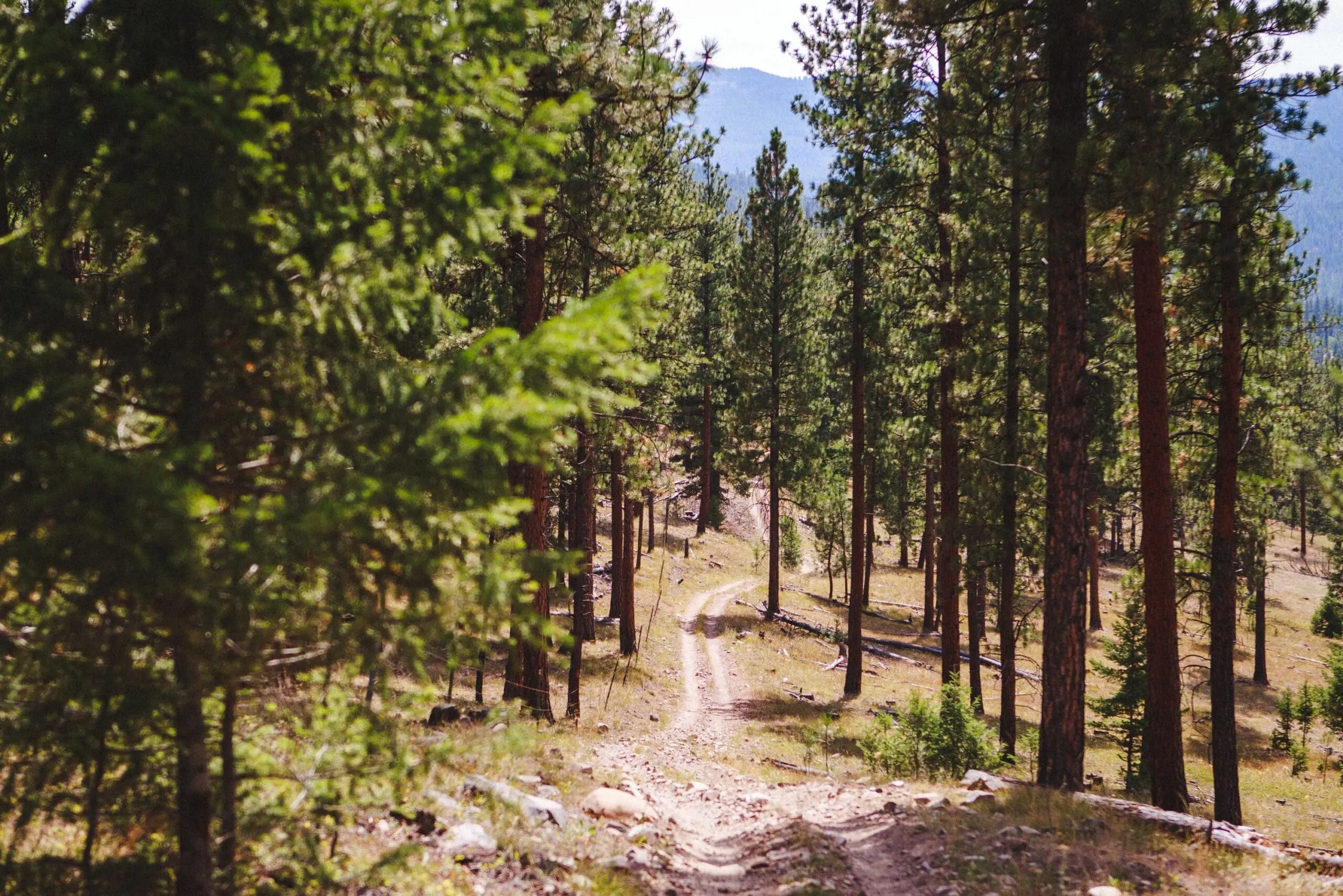 Dirt hiking trail in the forest