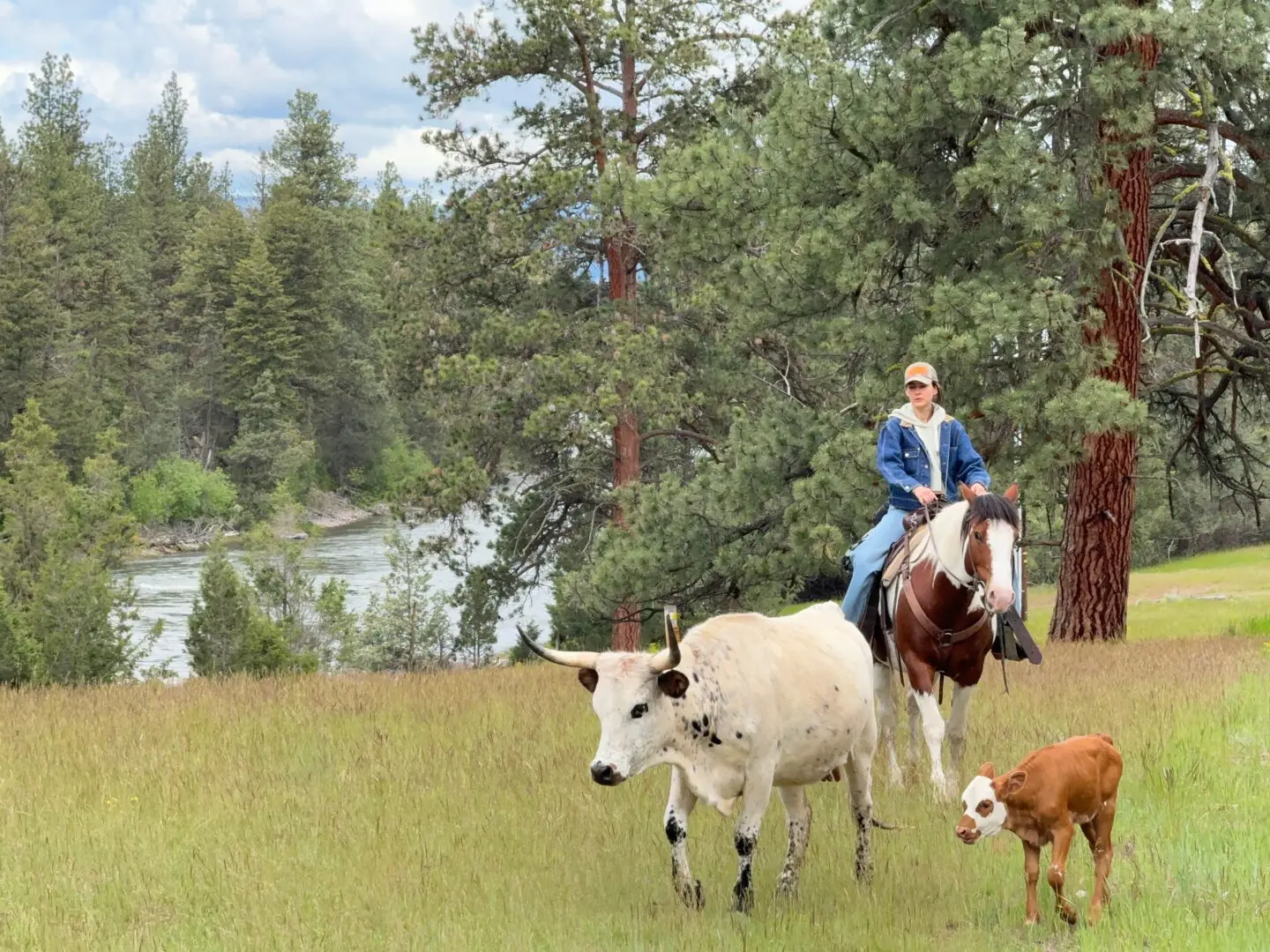 Woman sitting on horse-back driving cattle in front of her.