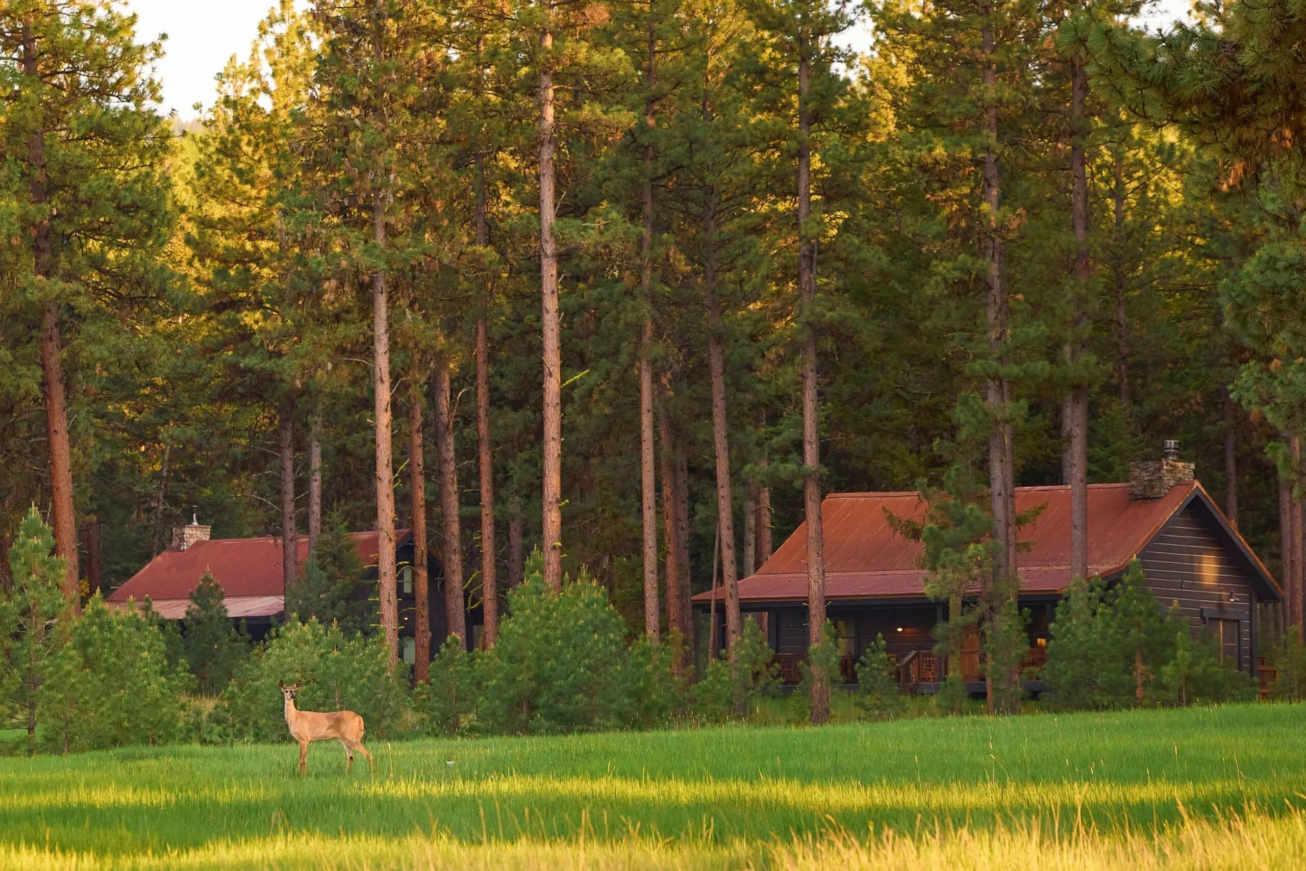 Outside of a cabin with a deer in front