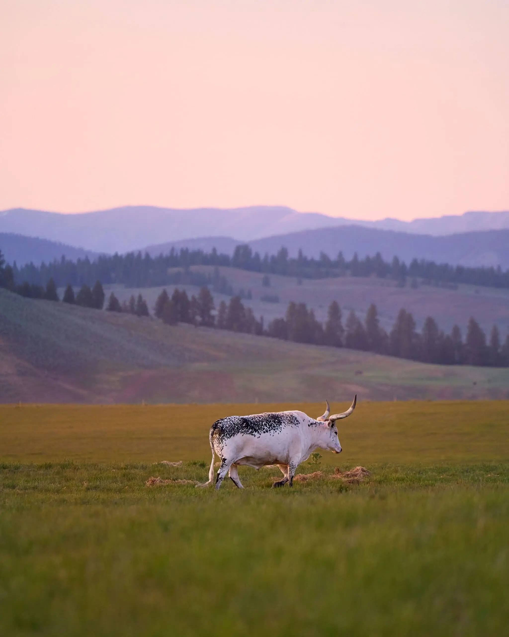 bull at sunset in a field