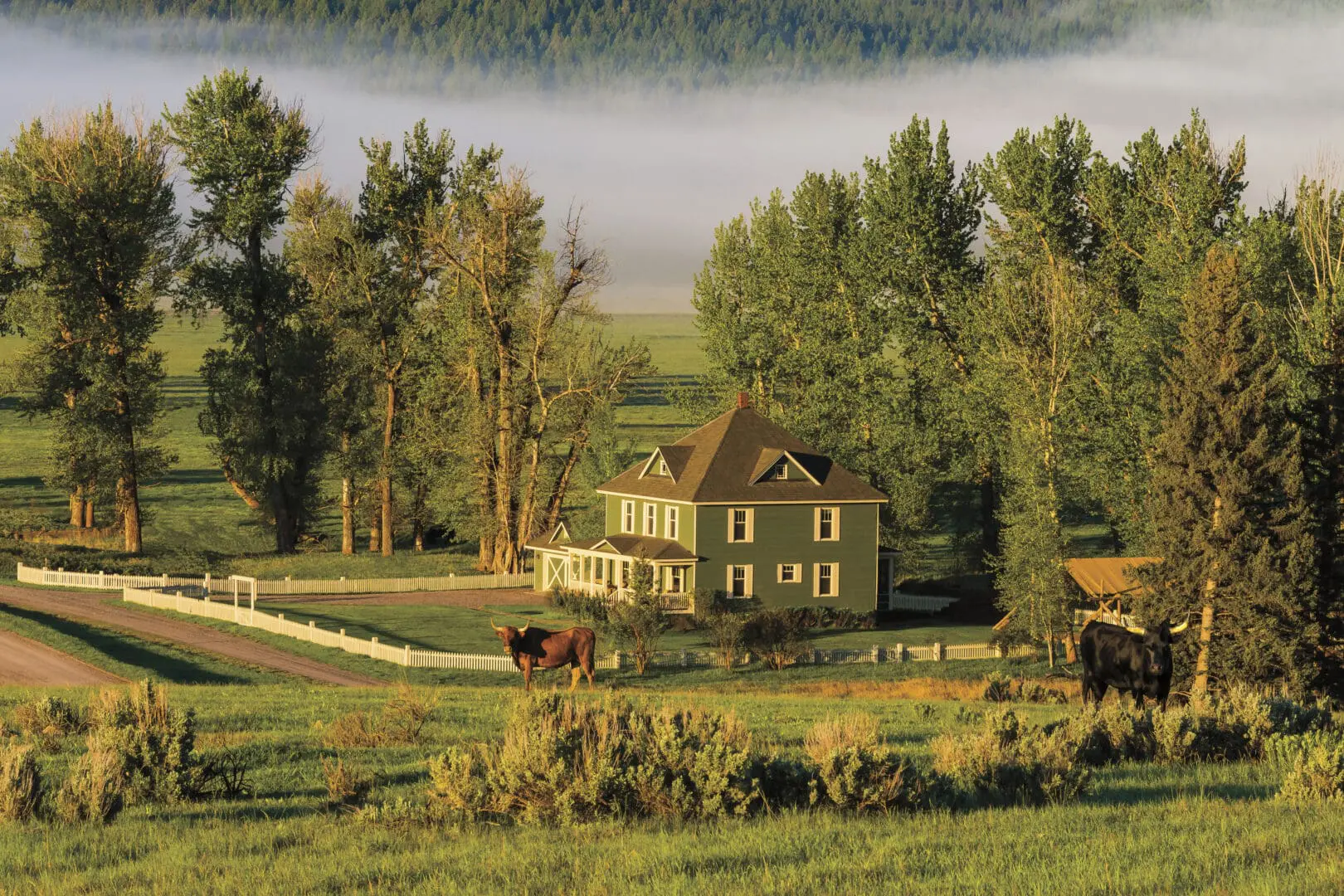 Green old home overlooking a field with trees and dense morning fog.