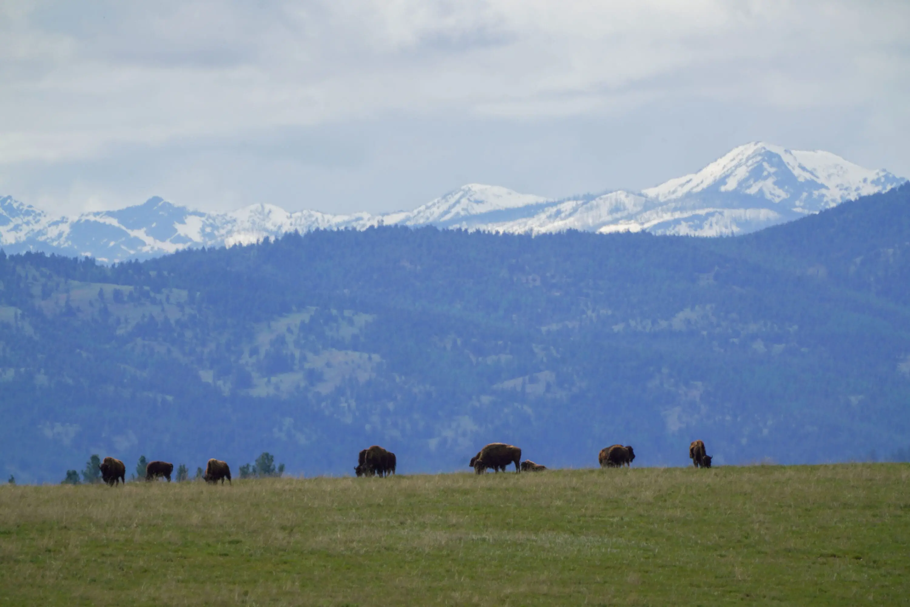 Group of buffalo grazing on a prairie with mountains behind them.