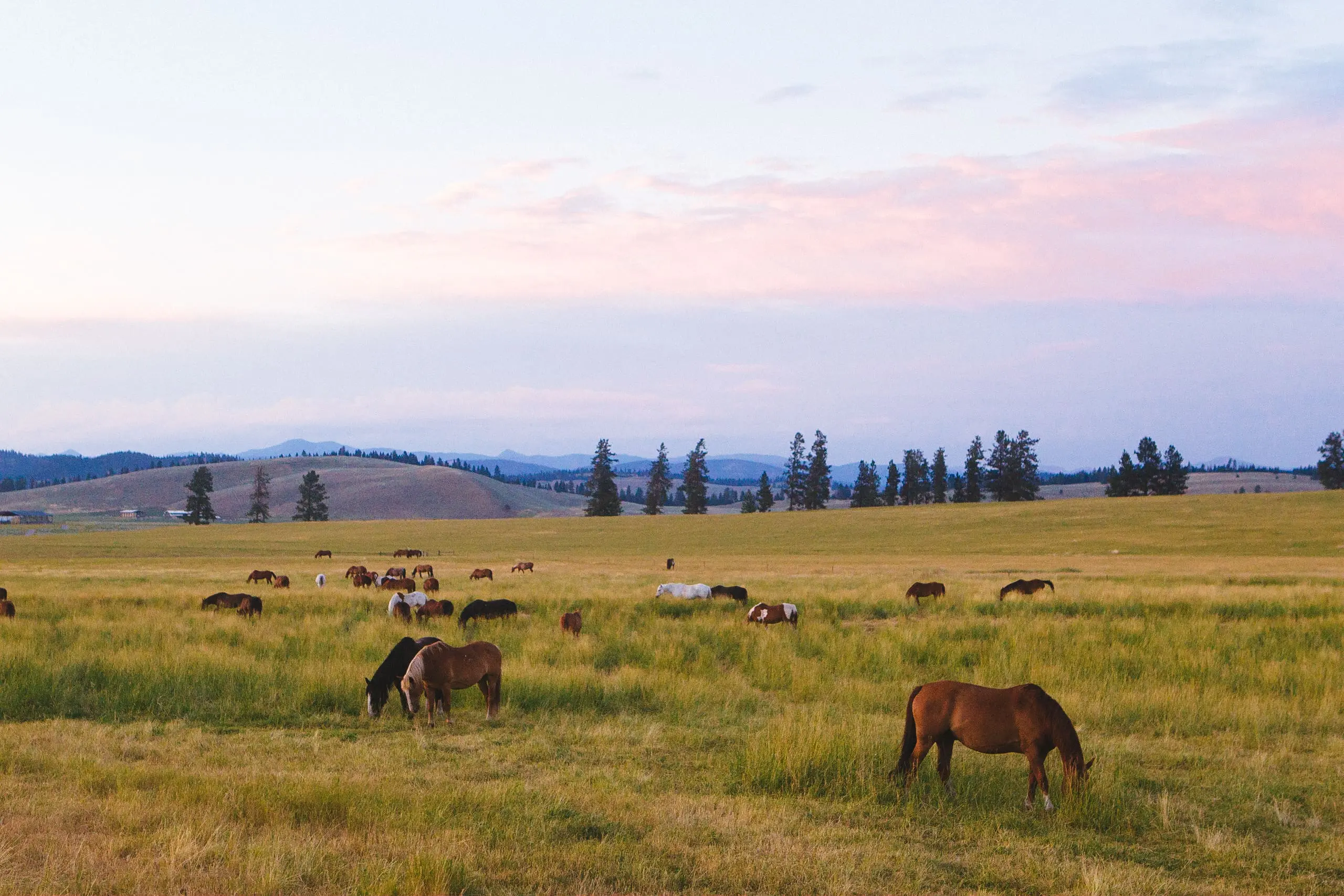 Horses grazing in a field with a pink sunset behind them.
