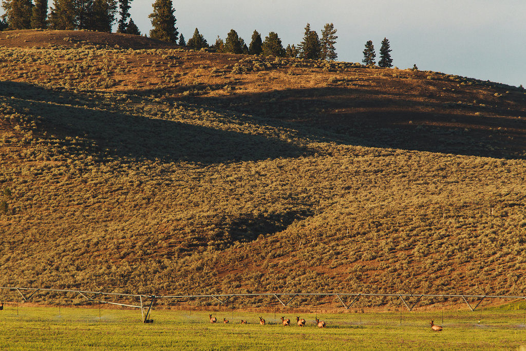 ranch-wildlife-shot