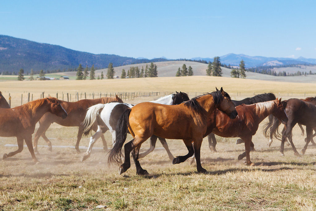 adventures at the resort at paws up
