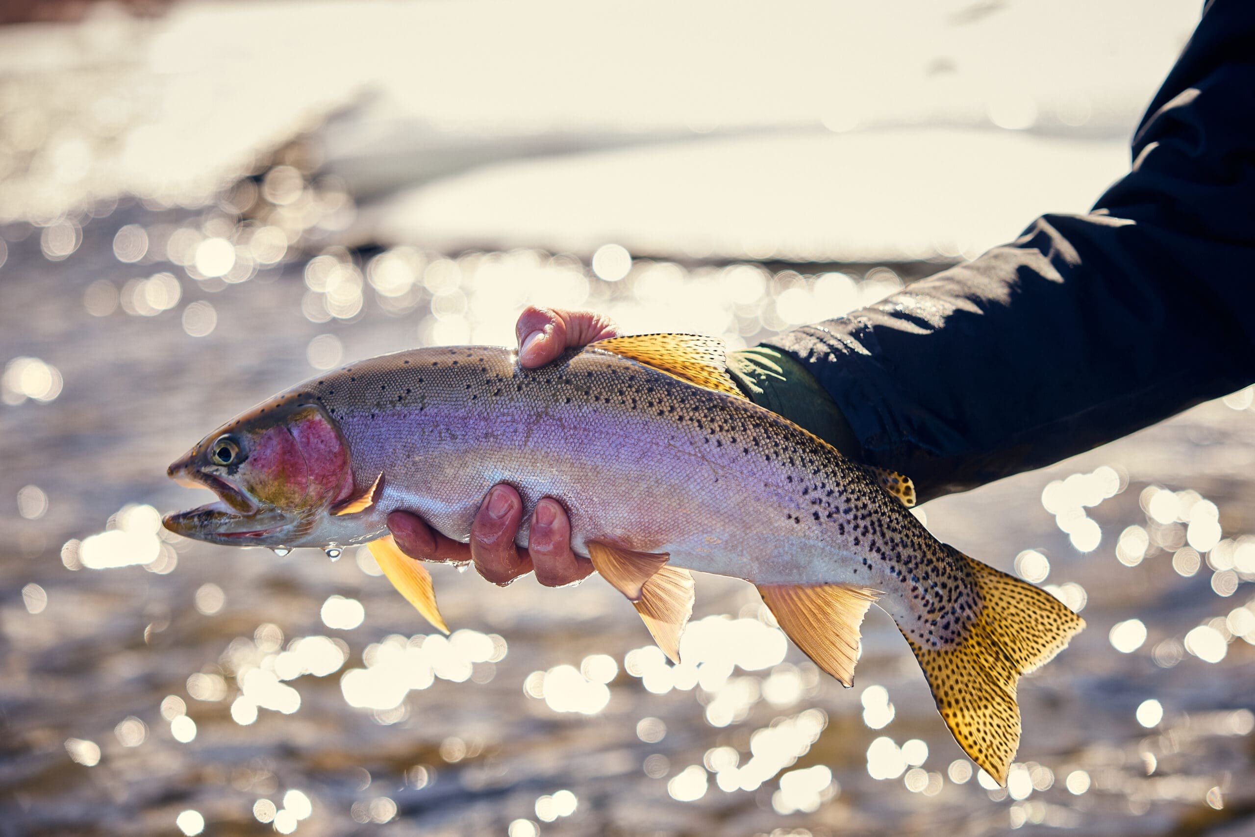 Trout in the glistening sun