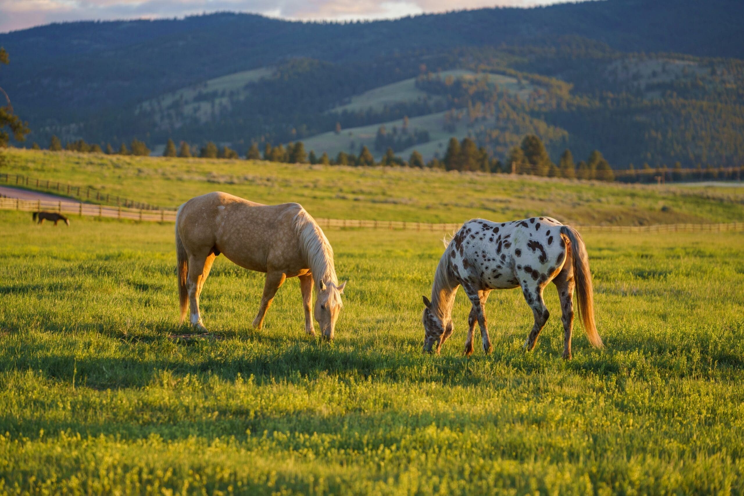 Two horses grazing in a pasture