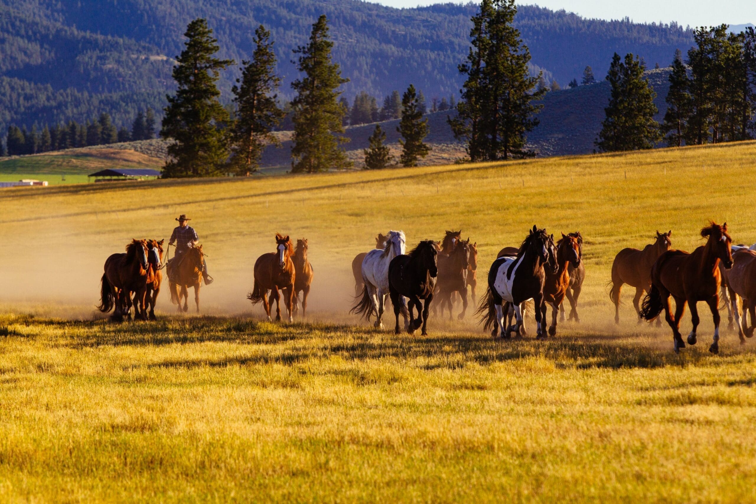 Cowboy wrangling cattle in a pasture