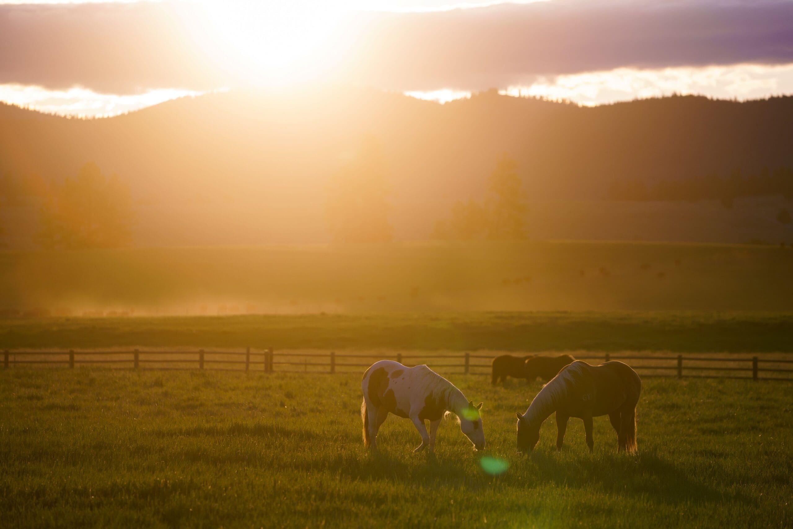 Two horses in a pasture at sunset