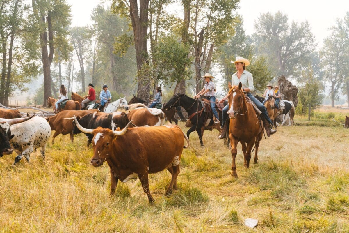 Cowgirl wrangling cattle on a horse