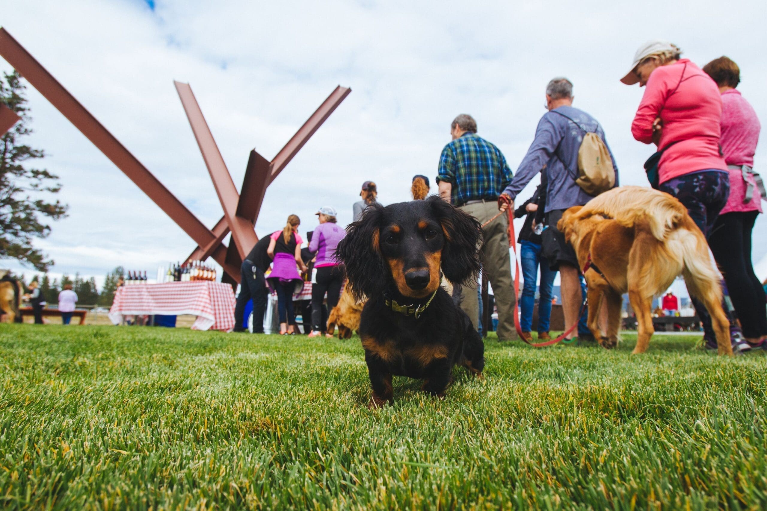 Weenie dog looking at the camera