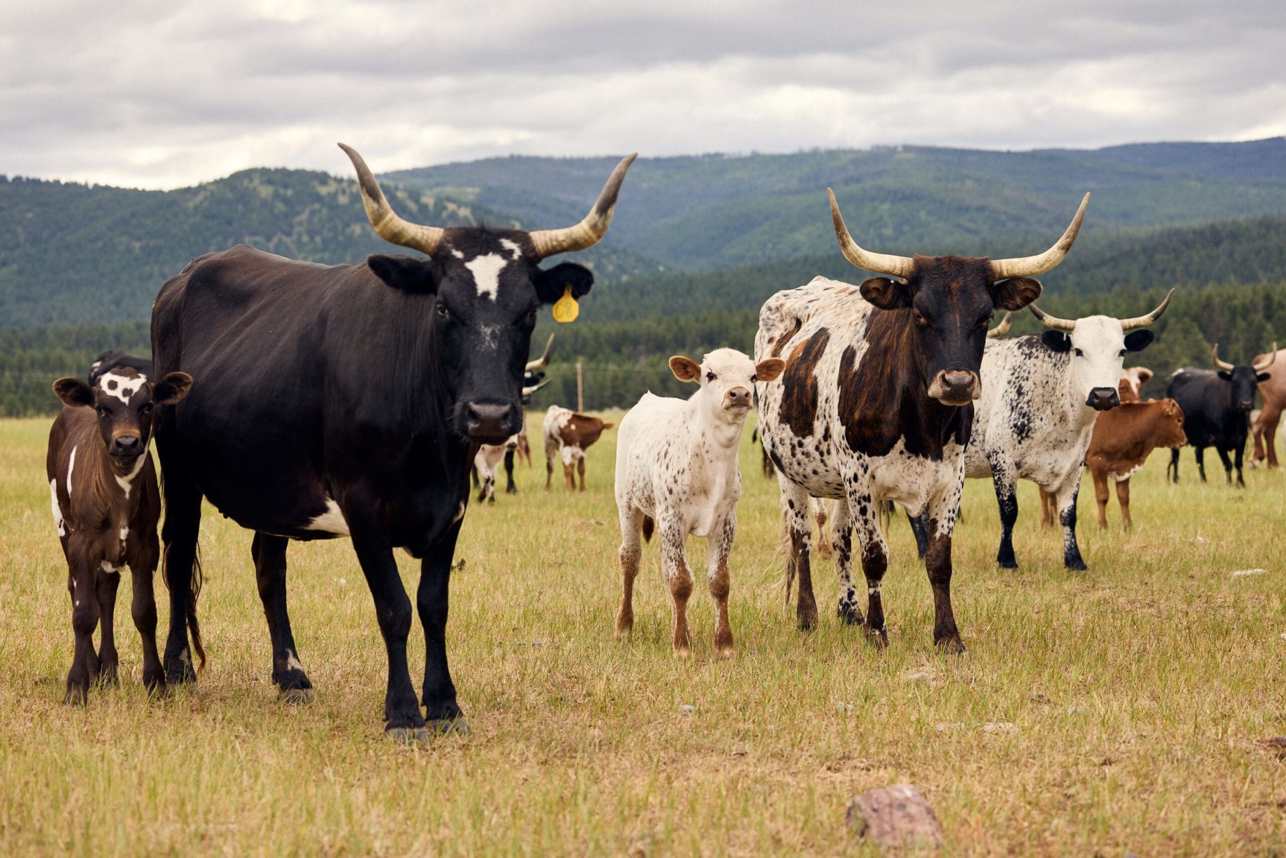 Cattle in a ranch pasture
