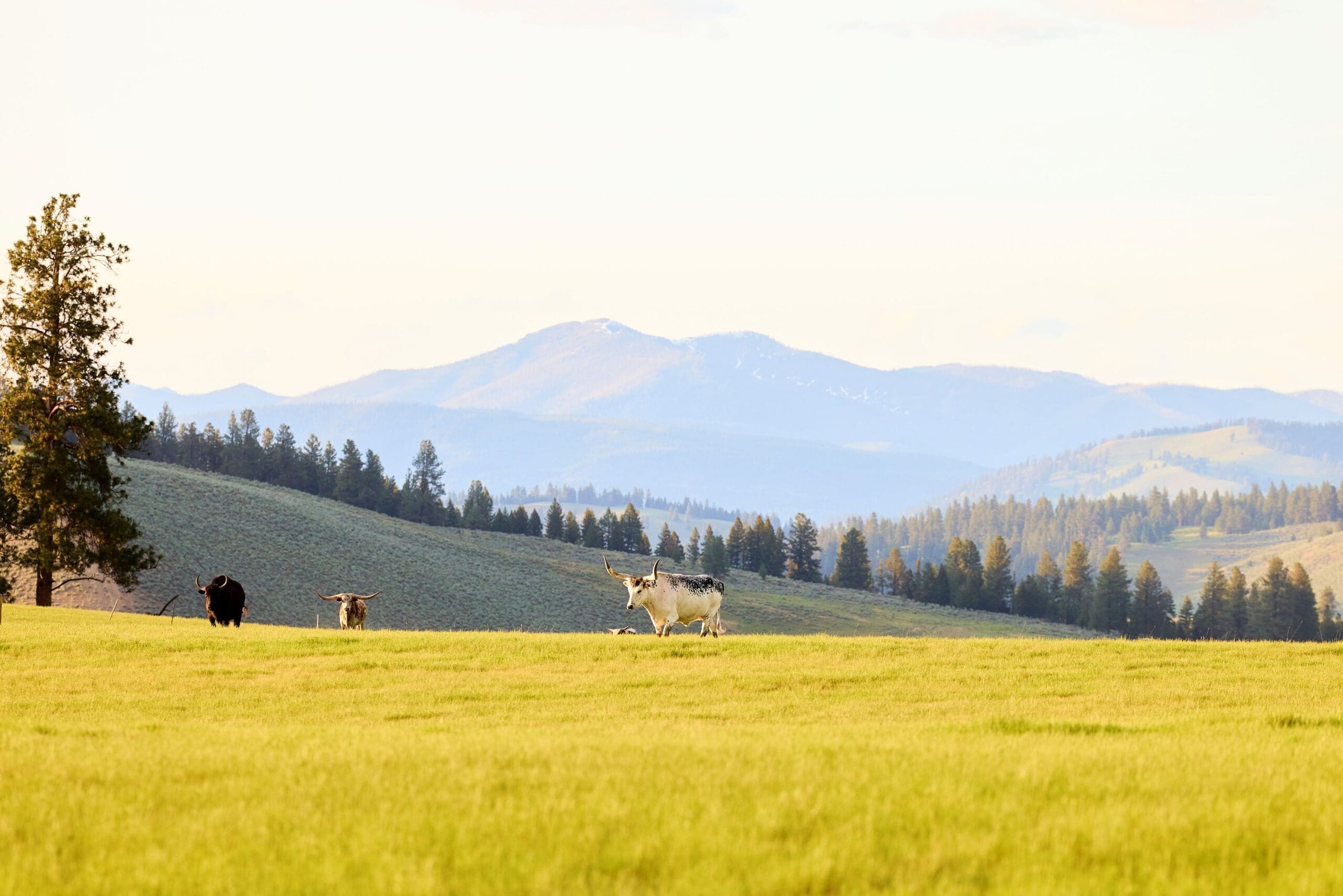 Cow in a ranch pasture