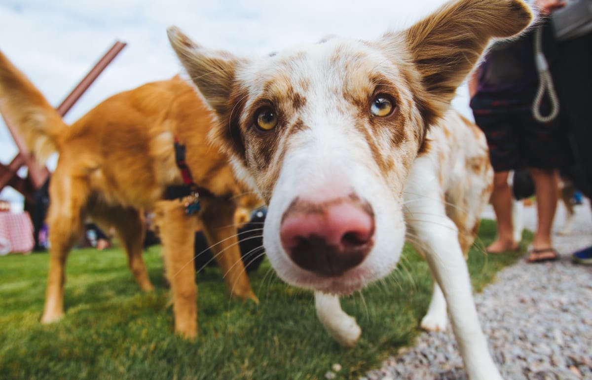 White dog with brown spots looking closely into the camera