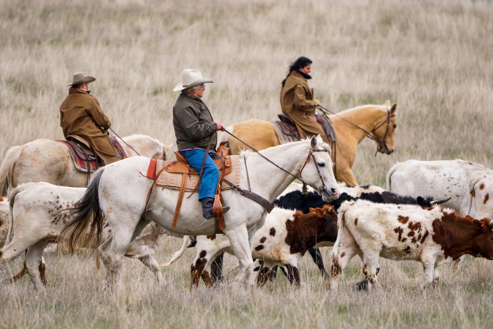 Three cowgirls riding and herding cattle with an open field behind them.