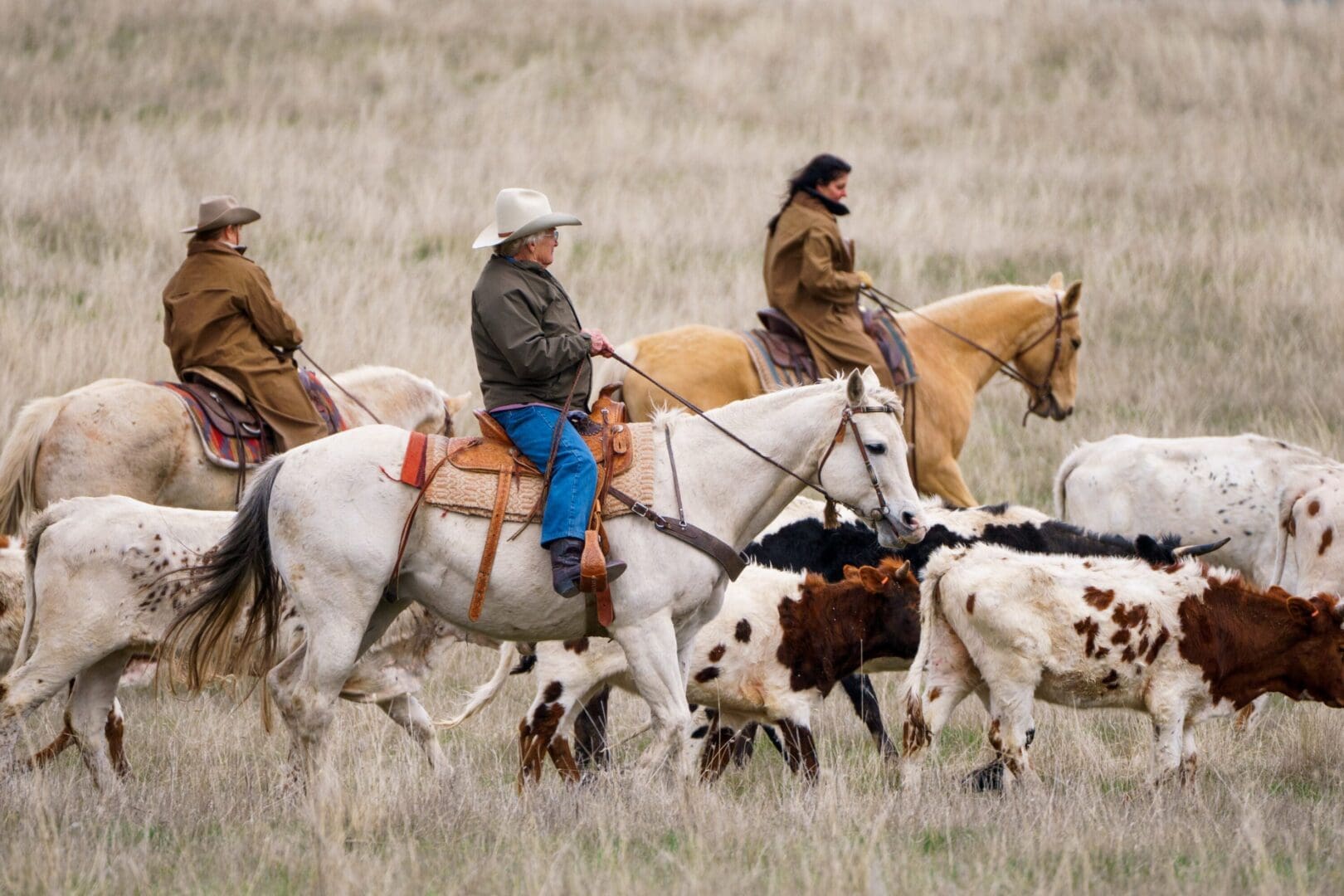 Three cowgirls riding and herding cattle with an open field behind them.