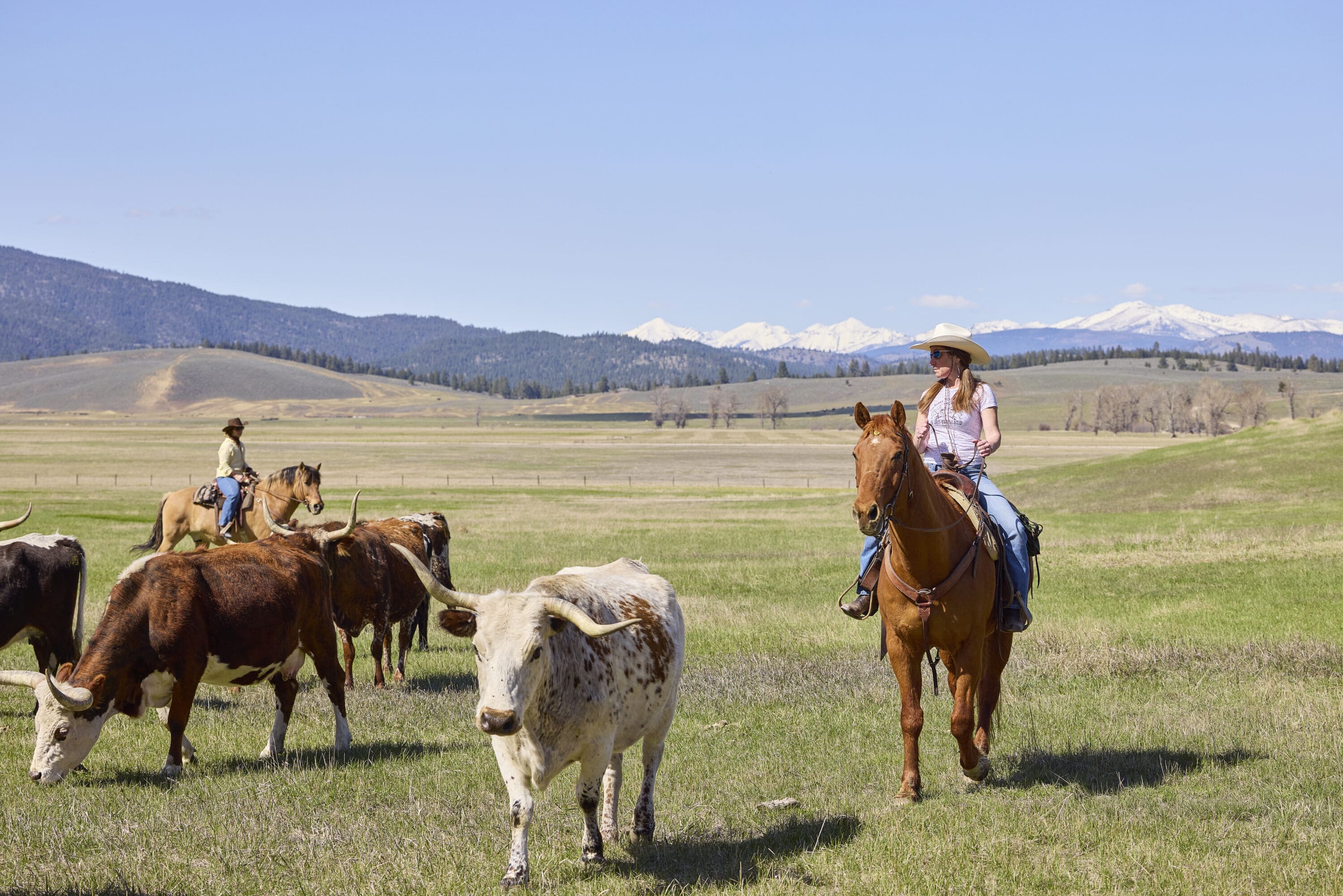 Two women riding horseback herding a group of cattle on an open plain.