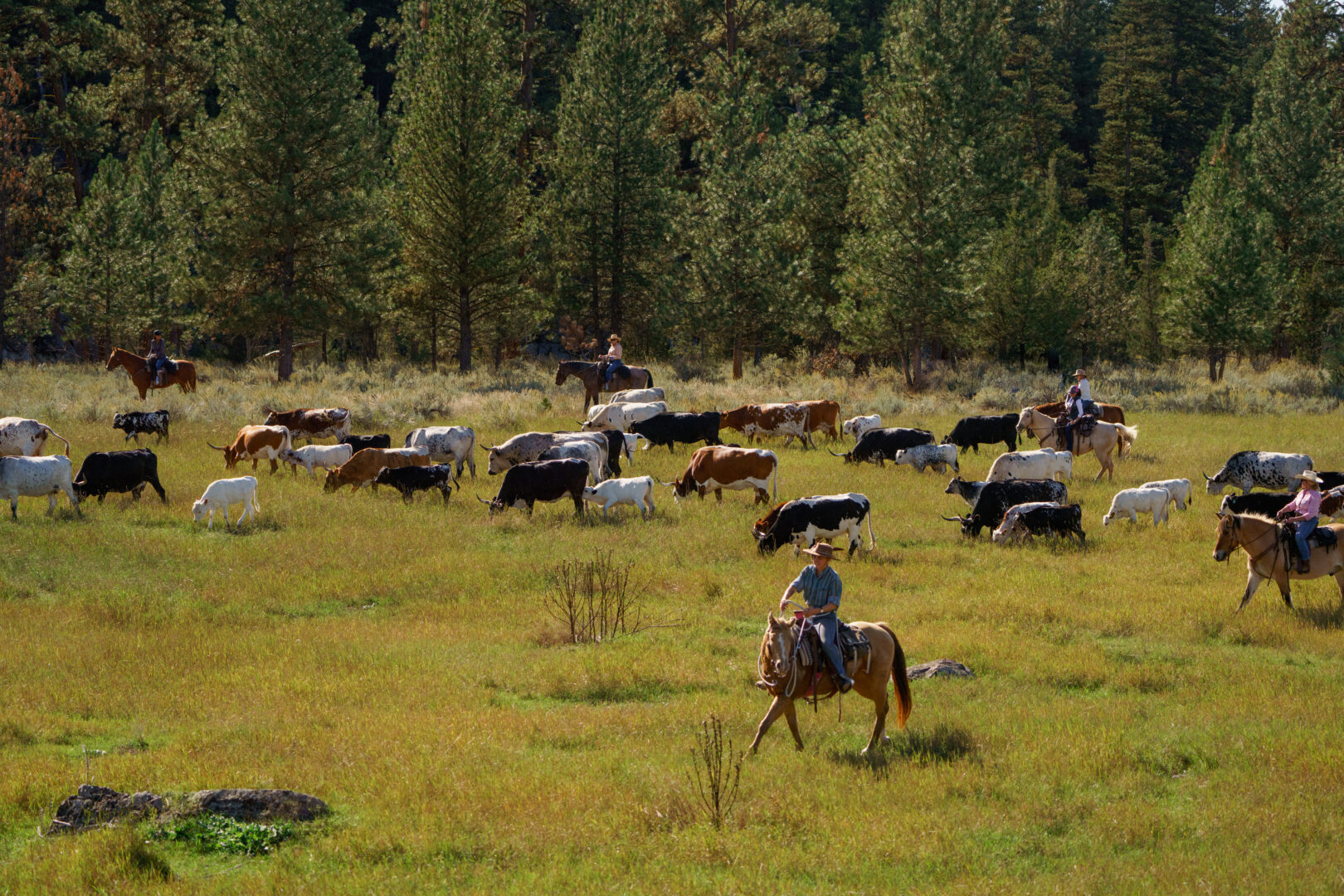 Cowgirls herding cattle in an open field.