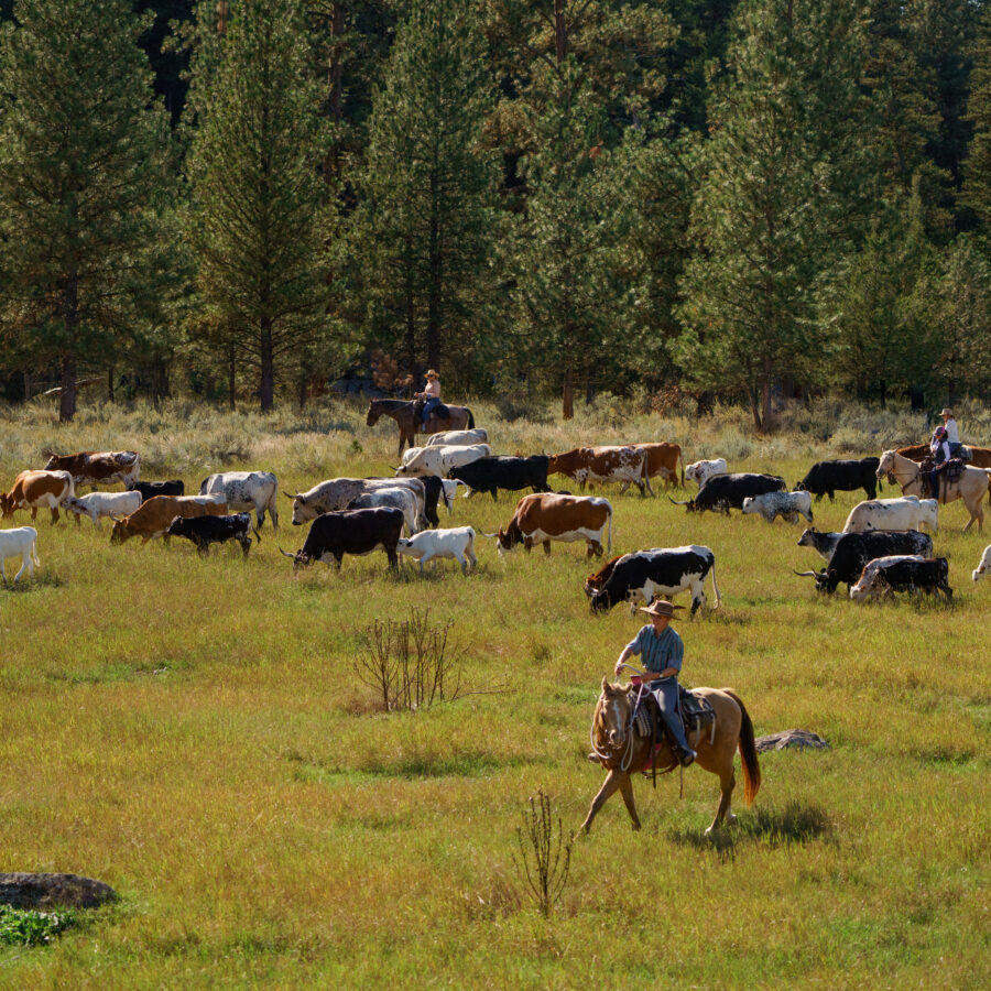 Cowgirls herding cattle in an open field.