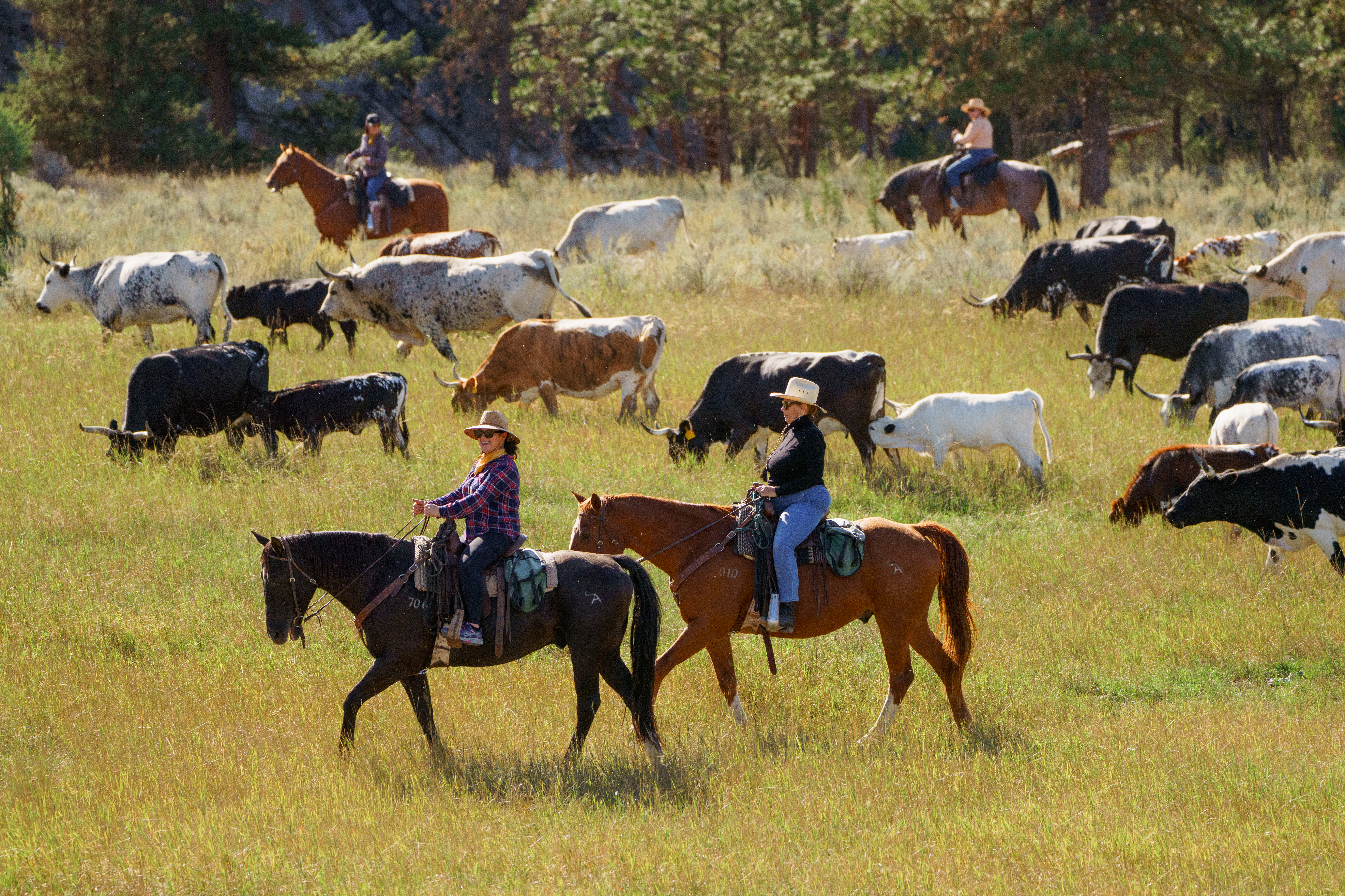Cowgirls herding cattle in an open field.