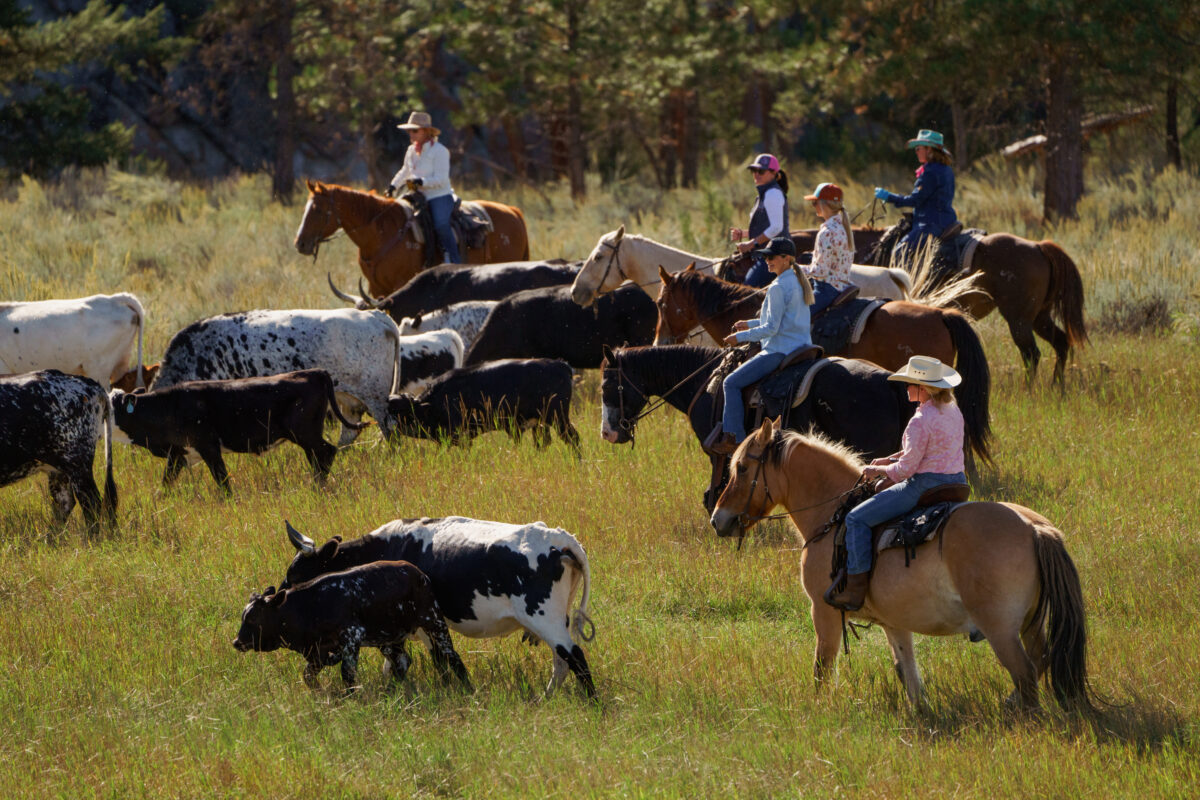 Cowgirls herding cattle in an open field.