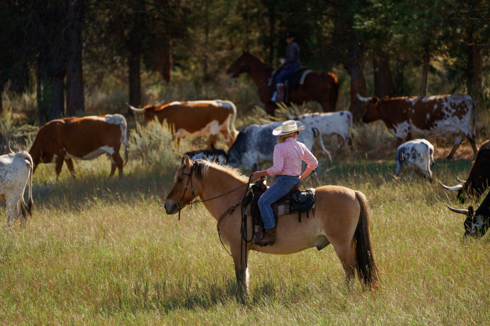 Cowgirl herding cattle in an open field.