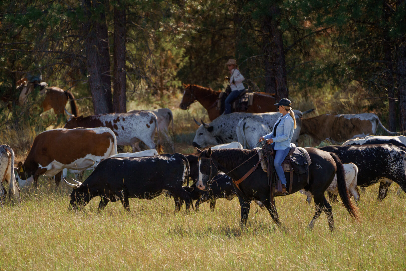 Cowgirls herding cattle in an open field.
