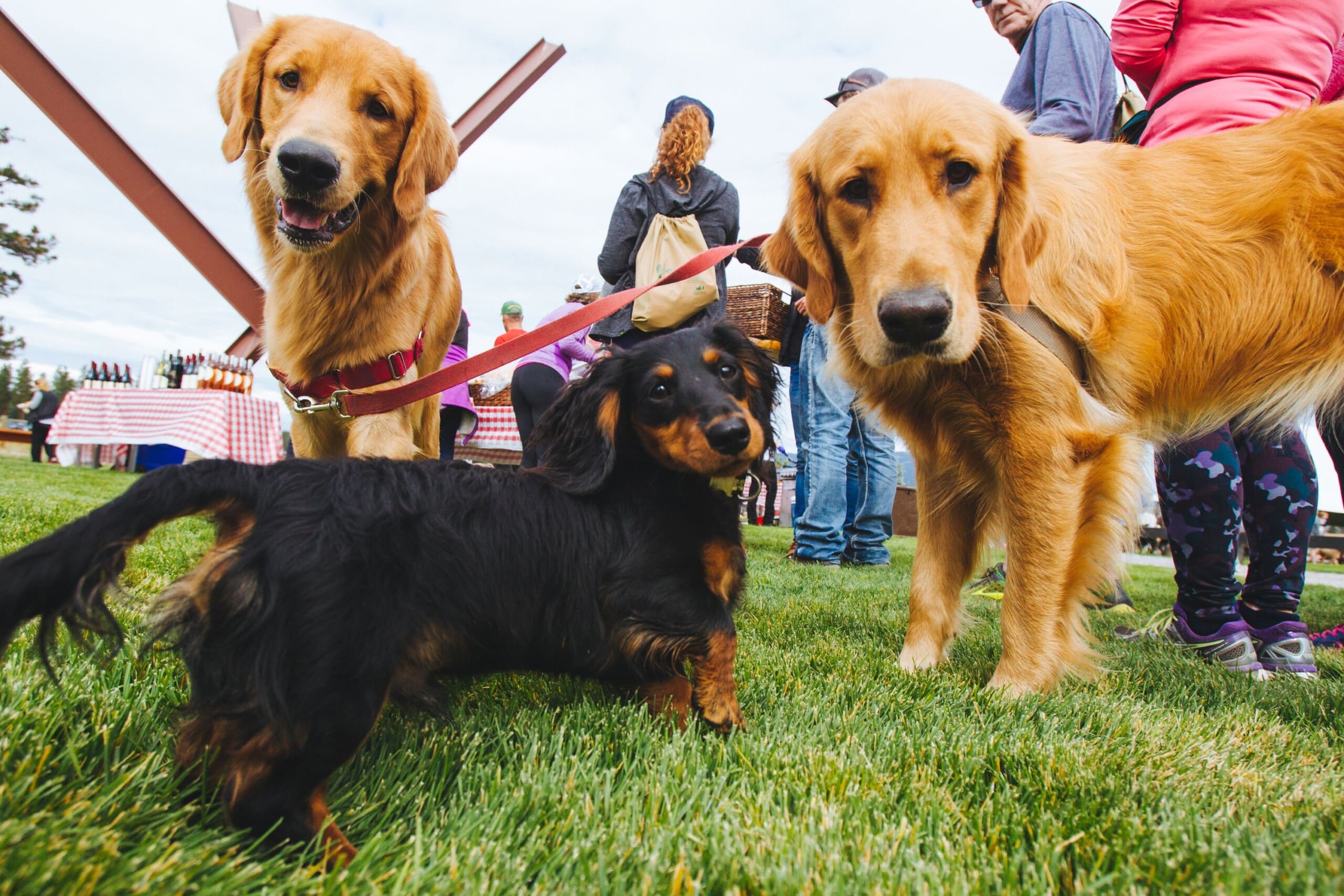 Two golden retrievers and one wiener dog looking at the camera