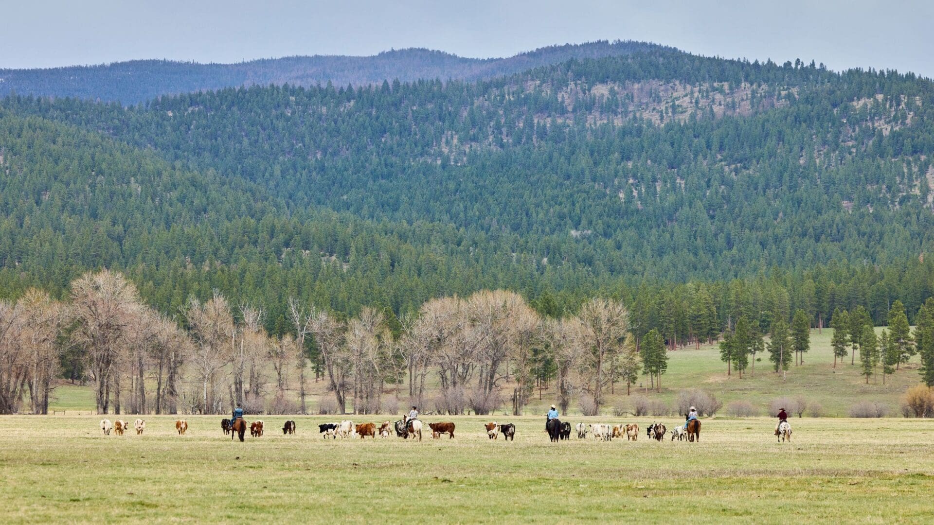 Group of cowgirls riding horses and driving cattle at Cowgirl Spring Roundup