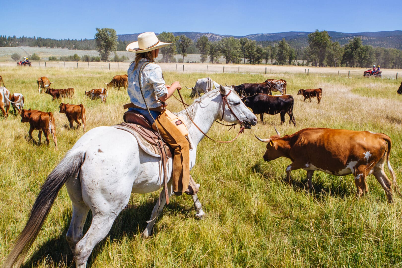 Cattle driver herding cattle on a grassy field.